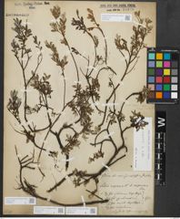 Foto von Salix repens subsp. repens L.